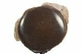 Polished Fossil Mosasaur Vertebra w/ Metal Stand - Texas #335044-4